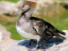 Hooded Merganser (WWT Slimbridge June 2010) - pic by Nigel Key